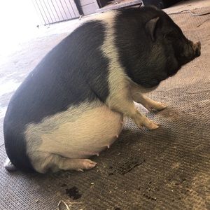 Meet your Posher, Lisa